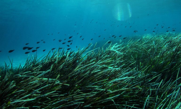 posidonia-ibiza-private-transportation-company